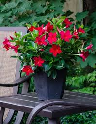 Image result for dipladenie hybrida rio obrázek