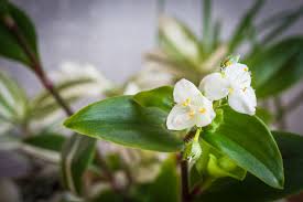Die sonne entzieht der pflanze die dringend benötigte feuchtigkeit und raubt ihr dadurch auch die gesunde grüne farbe. Tradescantia Arten Die Schonsten Sorten Der Dreimasterblume