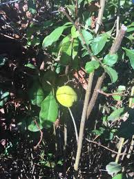 Image result for Vangueria esculenta