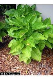 Image result for Megalochlamys