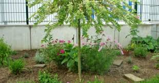 Gartengestaltung 25 X Garten Vorher Nachher In 2020 Gartengestaltung Garten Bepflanzung