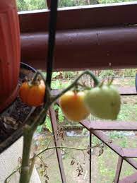 Cara merawat tanaman tomat yang baik. Tips Tanam Pokok Tomato Cara Malas Farhana Jafri