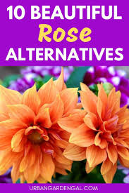 10 Beautiful Rose Alternative Flowers In 2020 Different Kinds Of Flowers Beautiful Roses Flower Garden