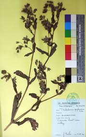 Image result for Trichodesma zeylanicum