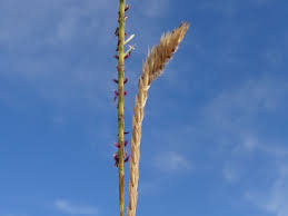 Image result for Elionurus tripsacoides