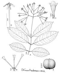 Image result for Ixora kalehensis