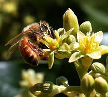 Look no further than this page! Ecosystem Service Wikipedia