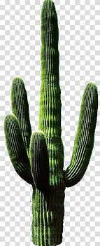Cactus Saguaro Cactus Transparent Background Png Clipart Cactus Saguaro Cactus Cactus Painting