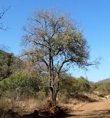 Image result for Spirostachys