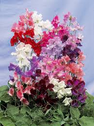 Image result for Lathyrus odoratus