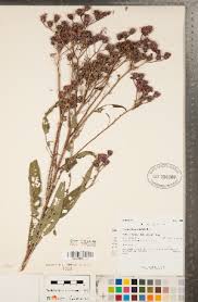 Image result for Vernonia brachycalyx