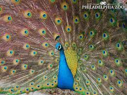 Philly Friday The Philadelphia Zoo Philadelphia Zoo Zoo Pictures Zoo