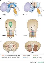 Image result for Pearsonia mesopontica