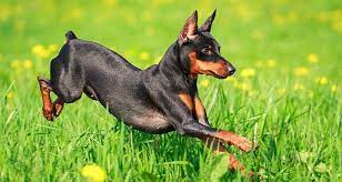 Top 10 Dog Breeds That Live The Longest Cesar S Way