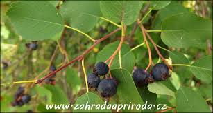 Image result for indiánská borůvka obrázek