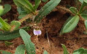 Image result for Blepharis integrifolia