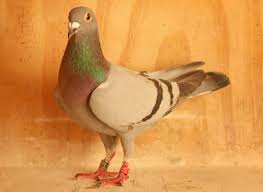 Maybe you would like to learn more about one of these? Home To Roost My Life As A Pigeon Fancier Birds The Guardian