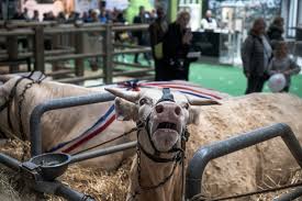 Plus de 20 heures de programmes, débats thématiques, reportages, interviews, coulisses… pour la 18e année consécutive public sénat délocalise son plateau au salon de l'agriculture pour plus de 20 heures de programmes, débats thématiques, magazines, reportages. Salon De L Agriculture 2021 Annulation De L Evenement A Cause Du Coronavirus