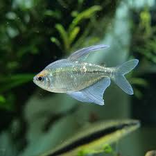 Awesome Diamond Tetra Fish In 2020 Cool Fish Tetra Fish Fish