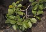 Image result for Mimusops obtusifolia