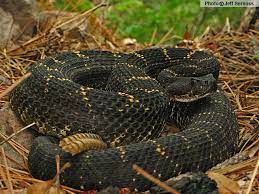 Arizona Black Rattlesnake Crotalus Cerberus Venomous Note Color Variants Not Always Black Reptile Snakes Venomous Animals Rattlesnake
