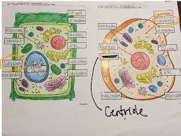 Read this tutorial to learn plant cell structures and their. Plant And Animal Cells Science Biology Physiology Showme