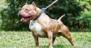 Best Pitbull Dog Wallpapers 2019 Pitbulls American Pitbull Dog Pitbull Dog Breed