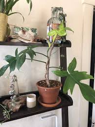 Coniferous tree sap is a viscous liquid, that contains terpene, a volatile hydrocarbon. How To Care For Philodendron Florida Ghost Garden Crafted