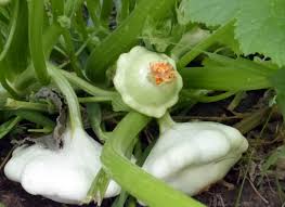 Early White Bush Scallop Summer Squash