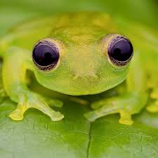 Image result for glass frog