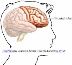 Image result for Frontal Lobe
