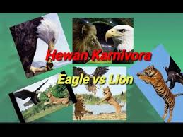 7000 gambar burung elang vs ular gratis gambar hewan author mei 26. Elang Vs Singa Hewan Liar Karnivora Omnivora Youtube