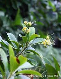 Image result for Ixonanthaceae