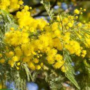 Image result for Sesbania brevipedunculata