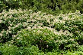 Image result for Clerodendrum melanocrater