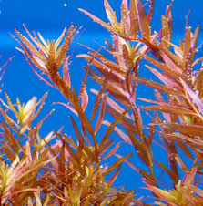 Image result for Limnophila indica