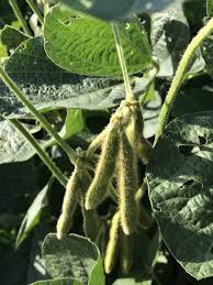 Image result for Green 2005 AA