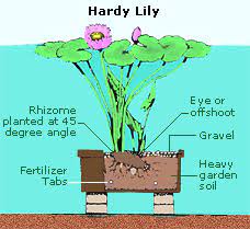 How To Care For Water Lilies Other Aquatic Plants Water Lilies Aquatic Plants Pond Plants