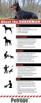 Doberman Pinscher Breed Infographic Doberman Dogs Doberman Pinscher Dog Doberman Pinscher Puppy