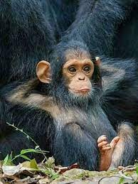 Just Chillin Cute Animals Animals Baby Animals Pictures