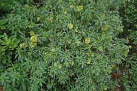 Image result for Cestrum parqui
