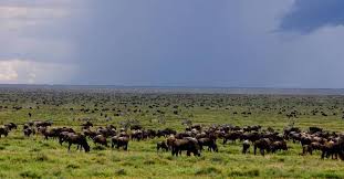 Image result for Gutenbergia cordifolia