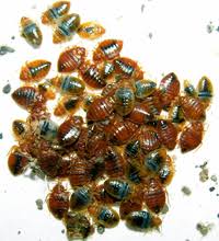 What Temperature Kills Bed Bugs Instantly