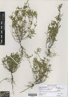 Image result for Phyllanthus hutchinsonianus