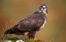 Buzzards in the Outer Hebrides