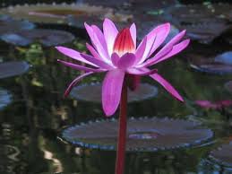 Moonflower facts about flower 9: Pin On Kamala Lotus Lily