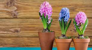 Hyacinth's are a heavily scented spring flowering variety that is fantastic the propagation and cultivation of the hyacinth bulbs themselves is uncommonly complicated. When To Plant Bulbs When To Plant Tulip Hyacinth Daffodil Bulbs