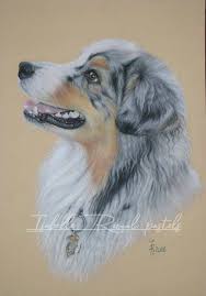 Portrait De Berger Australien Bleu Merle Au Pastel Sec Berger Australien Dessin De Chien Berger Australien Bleu Merle