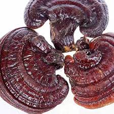 Image result for Ganoderma lucidum