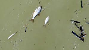 Wij horen graag van u. Bosveld Phosphates Pollutes Kruger Rivers Again The Mail Guardian